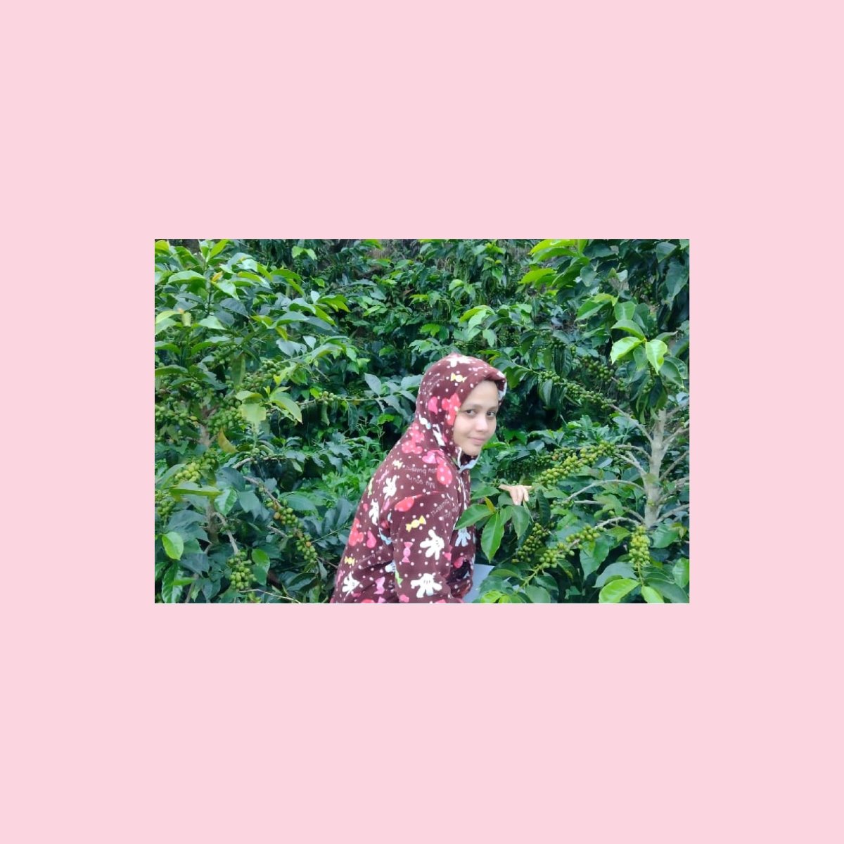 Bourbon Rosado, Colombia - Wood and Co Coffee