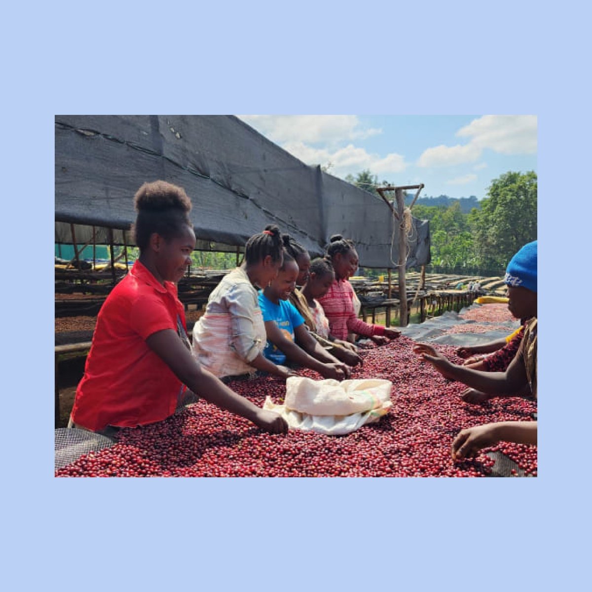 Duwancho, Ethiopia - Wood and Co Coffee