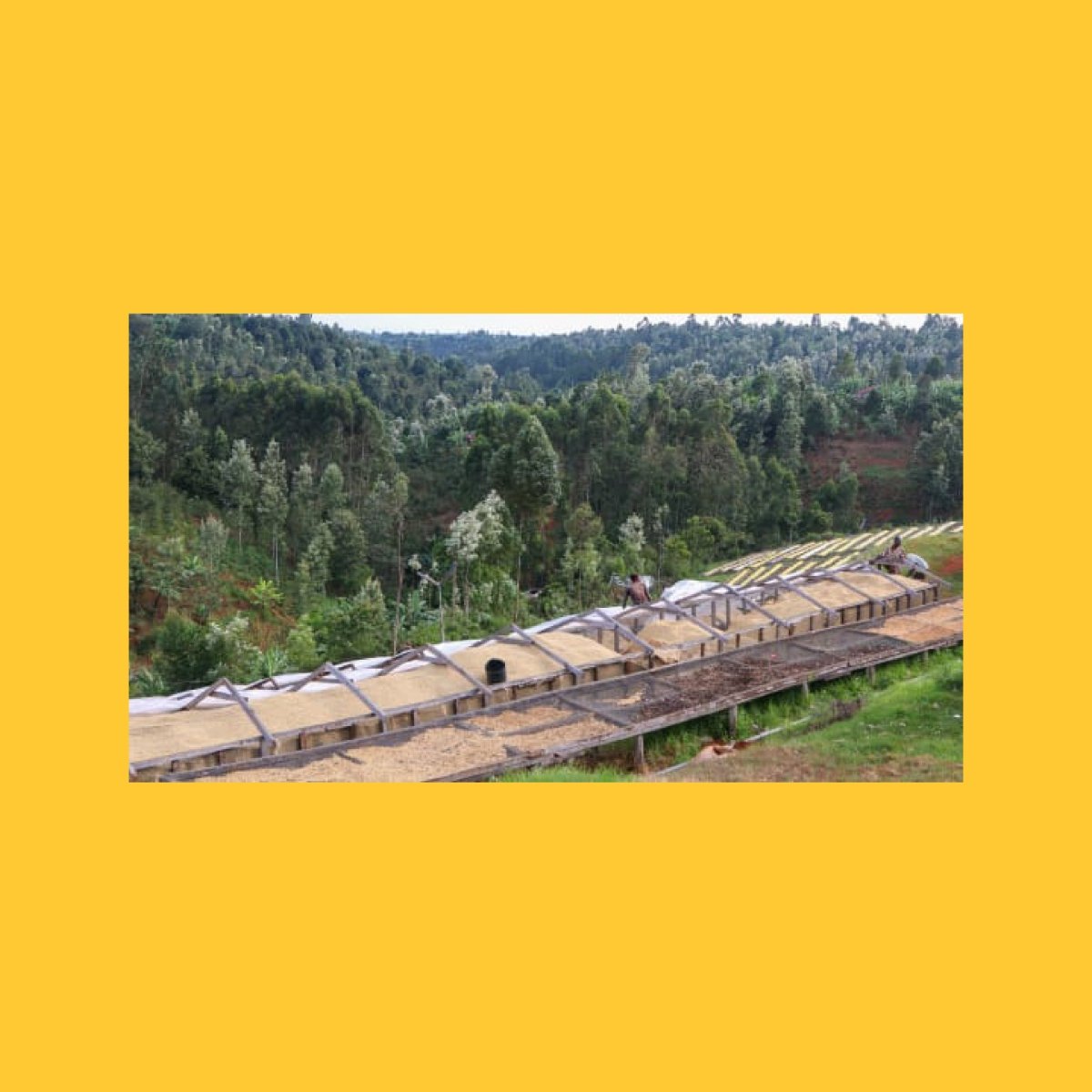 Gatomboya, Kenya - Wood and Co Coffee