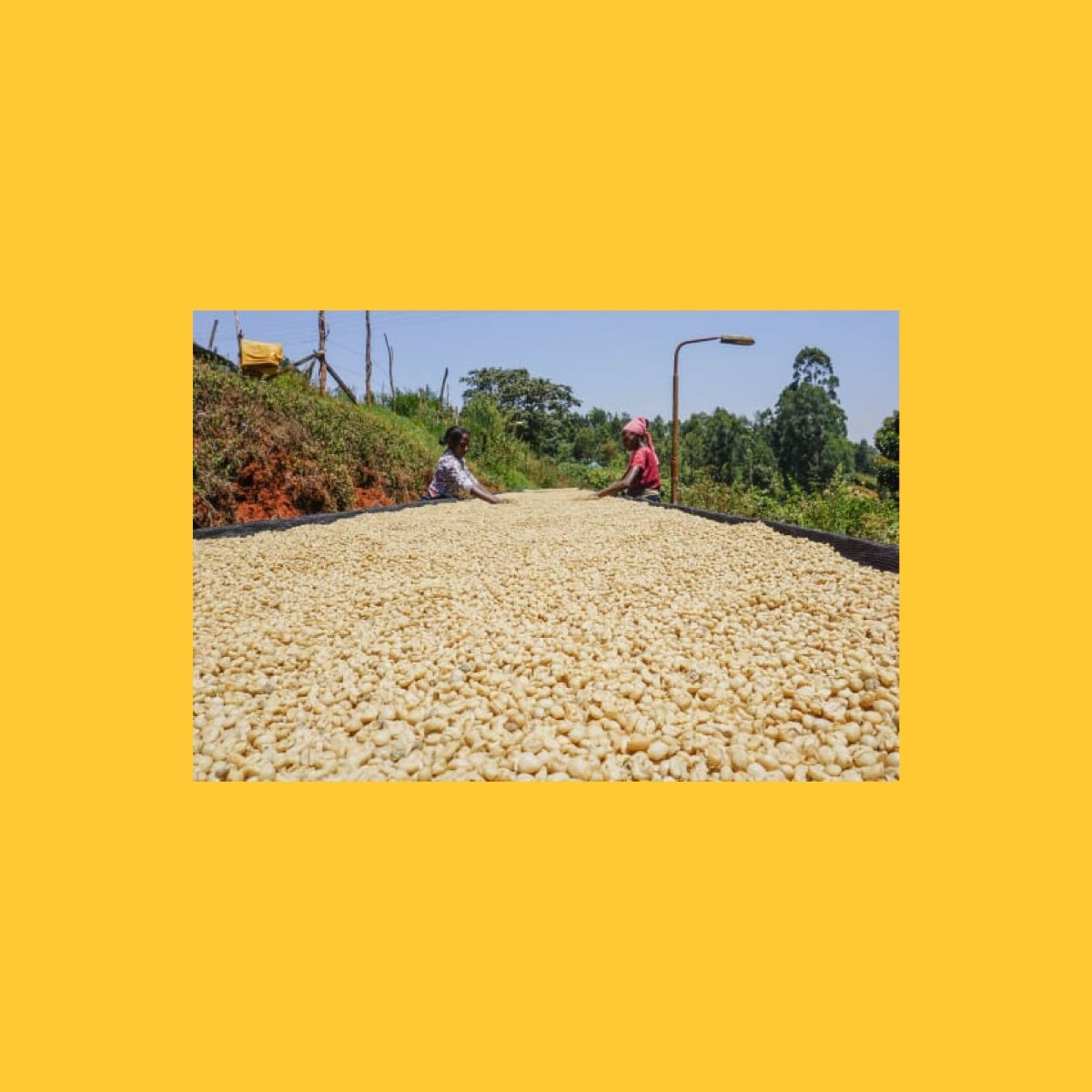 Gatomboya, Kenya - Wood and Co Coffee