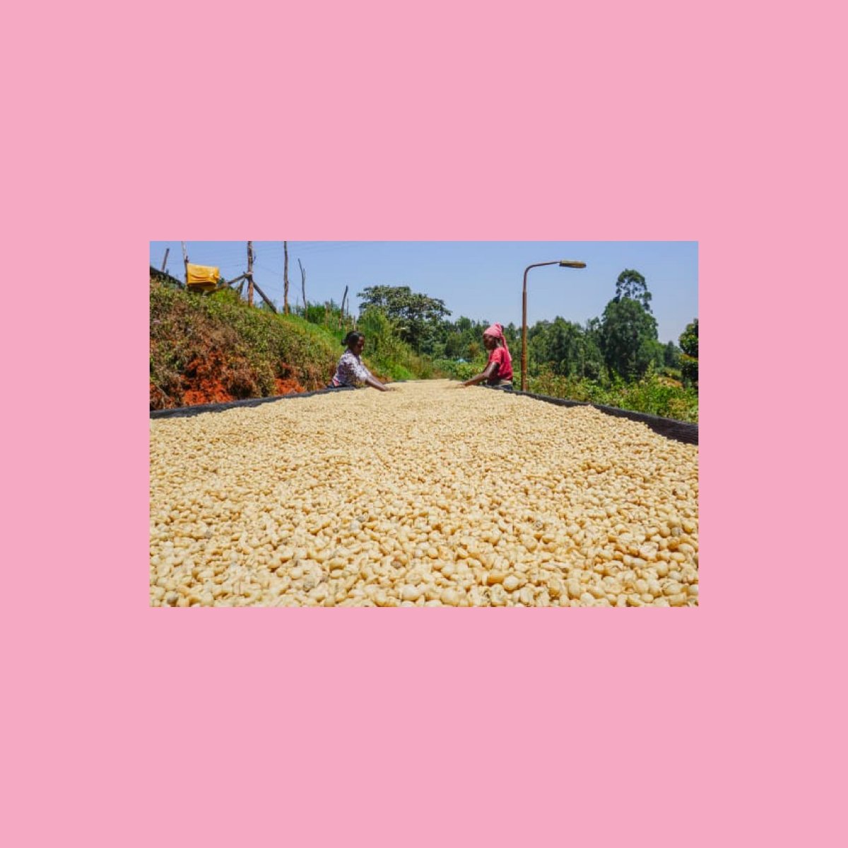 Gondo, Kenya - Wood and Co Coffee