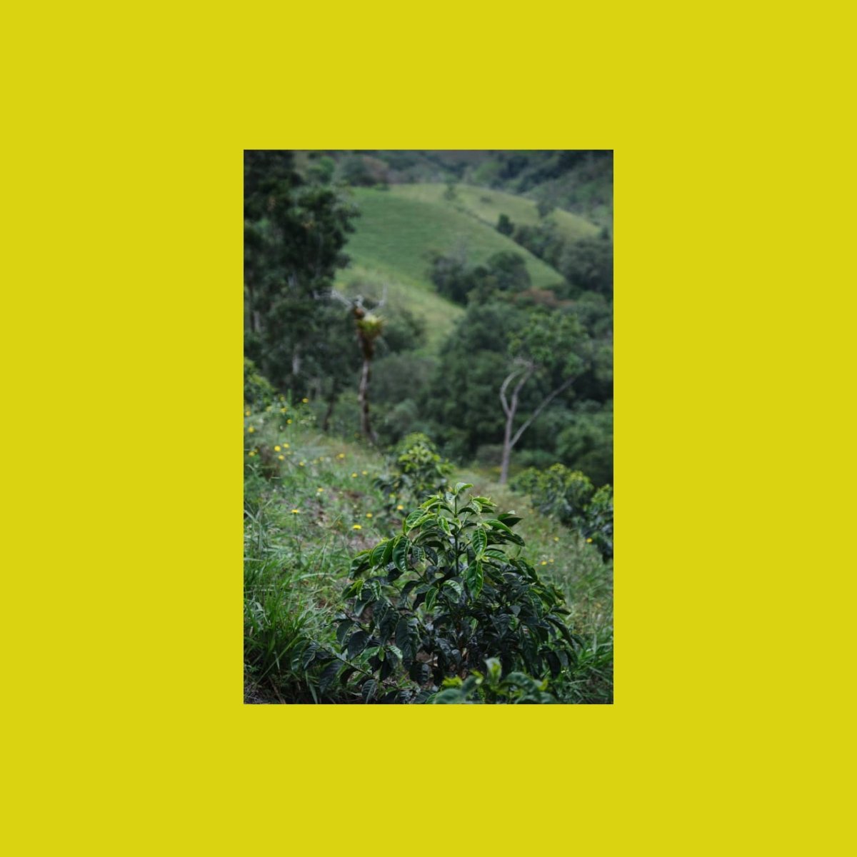 Juan Martin, Colombia - Wood and Co Coffee