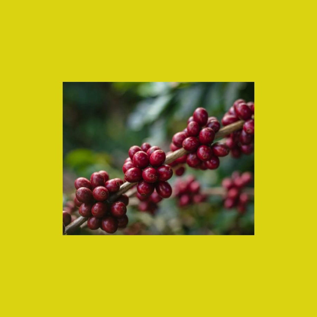 Juan Martin, Colombia - Wood and Co Coffee