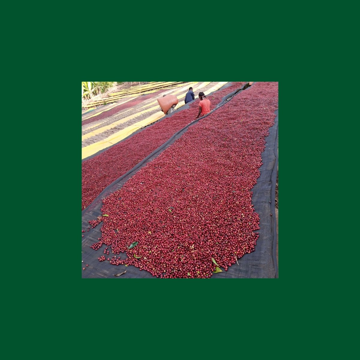 Mengeche Derso. Ethiopia - Wood and Co Coffee